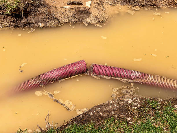 Best Local water damage restoration  in St Jaco, IL